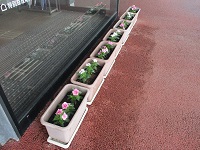 玄関前 プランター② IMG_9573.JPG