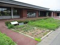 玄関前花壇 ①_9609.JPG