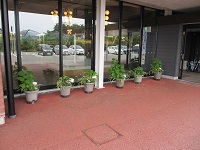 玄関脇 鉢植え① IMG_9612.JPG
