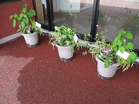 玄関脇 鉢植え② IMG_9579.JPG
