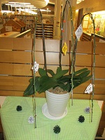 クリスマス装飾 胡蝶蘭① IMG_0992.JPG