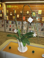 クリスマス装飾 胡蝶蘭② IMG_1007.JPG