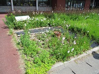 正面玄関前花壇②　IMG_1912.JPG