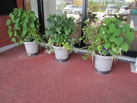 鉢植え①　IMG_1875.JPG