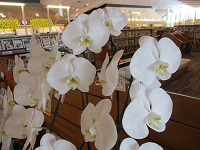 胡蝶蘭　ｱｯﾌﾟ　横　IMG_0236.JPG