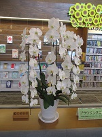 胡蝶蘭ブラウジングコーナー　縦　IMG_0230.JPG
