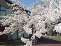 桜 花びら IMG_1730.JPG